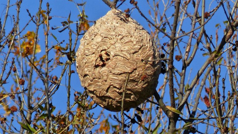 insects, nest, nature